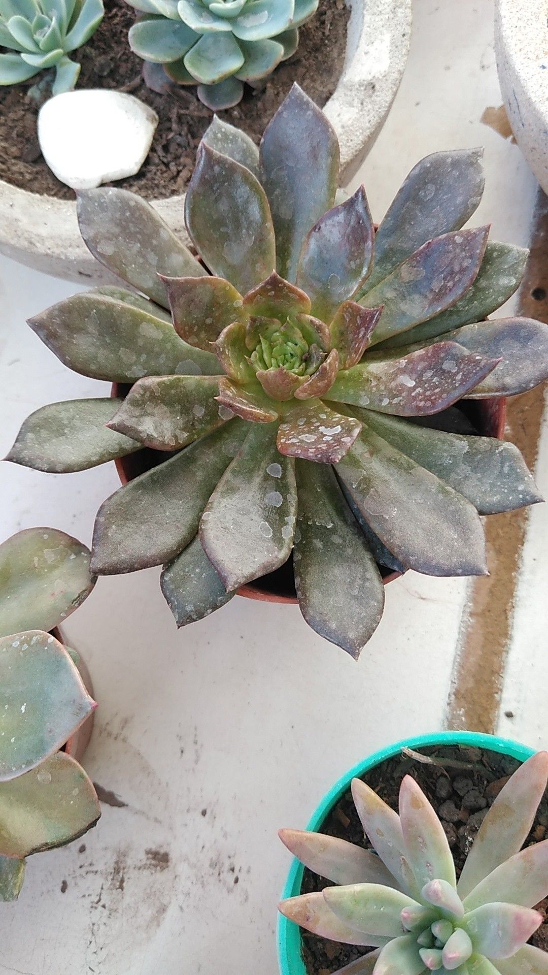 ブラックプリンス錦 1円スタート 多肉植物 エケベリア 輸入苗 3.5号