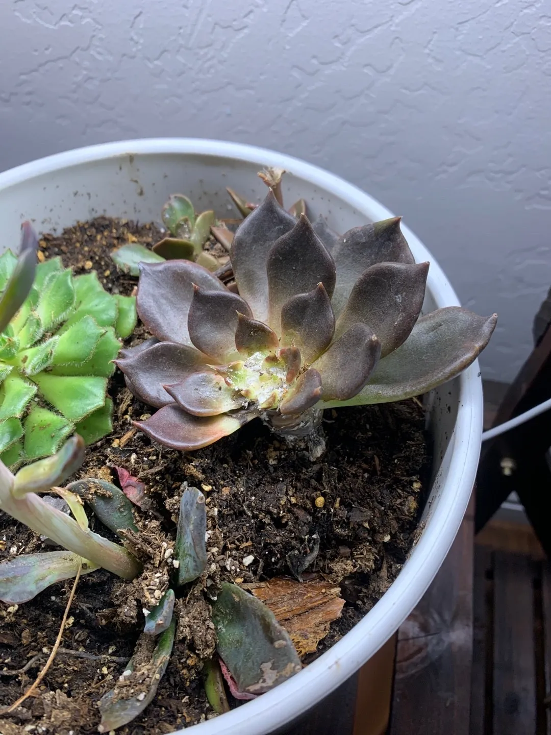 ❇️確認用❇️ブラックプリンス錦ファミリー❇️ ❇️確認用❇️ブラックプリンス錦ファミリー❇️