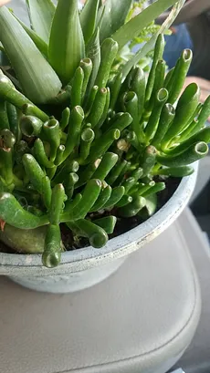 How to Grow and Care for Gollum jade