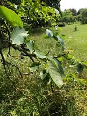カシグルミ（菓子胡桃）の判定方法 (Juglans regia)