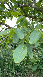 カシグルミ（菓子胡桃）の判定方法 (Juglans regia)