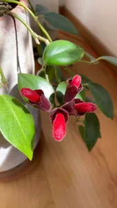 エスキナンサス・ラディカンスの判定方法 (Aeschynanthus radicans)