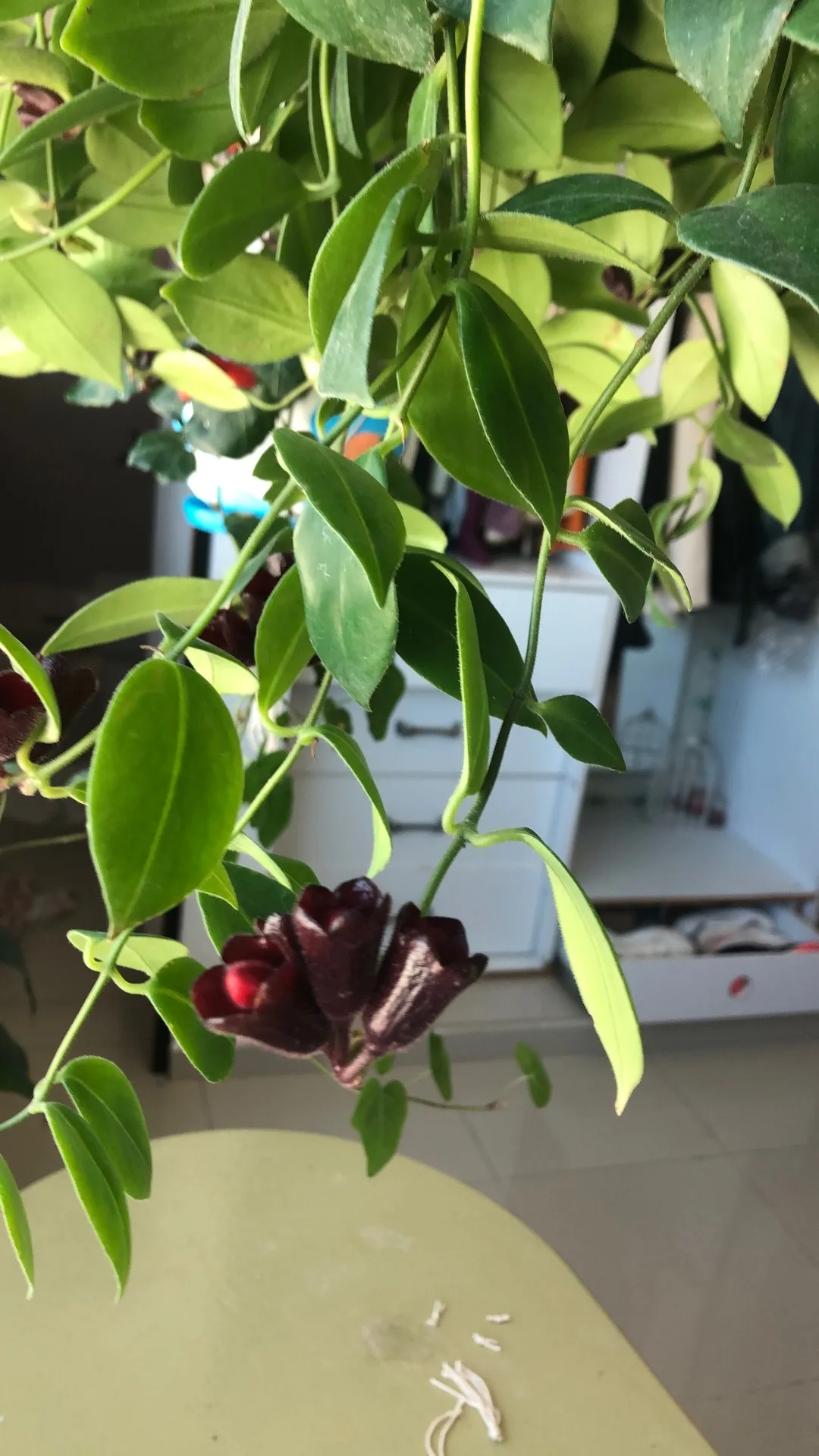 エスキナンサス・ラディカンスの判定方法 (Aeschynanthus radicans) エスキナンサス・ラディカンスの判定方法 (Aeschynanthus radicans)