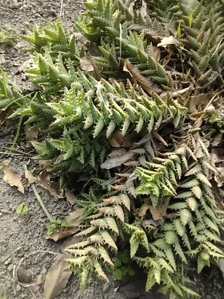 How to identify Tiger tooth aloe (Aloe juvenna)