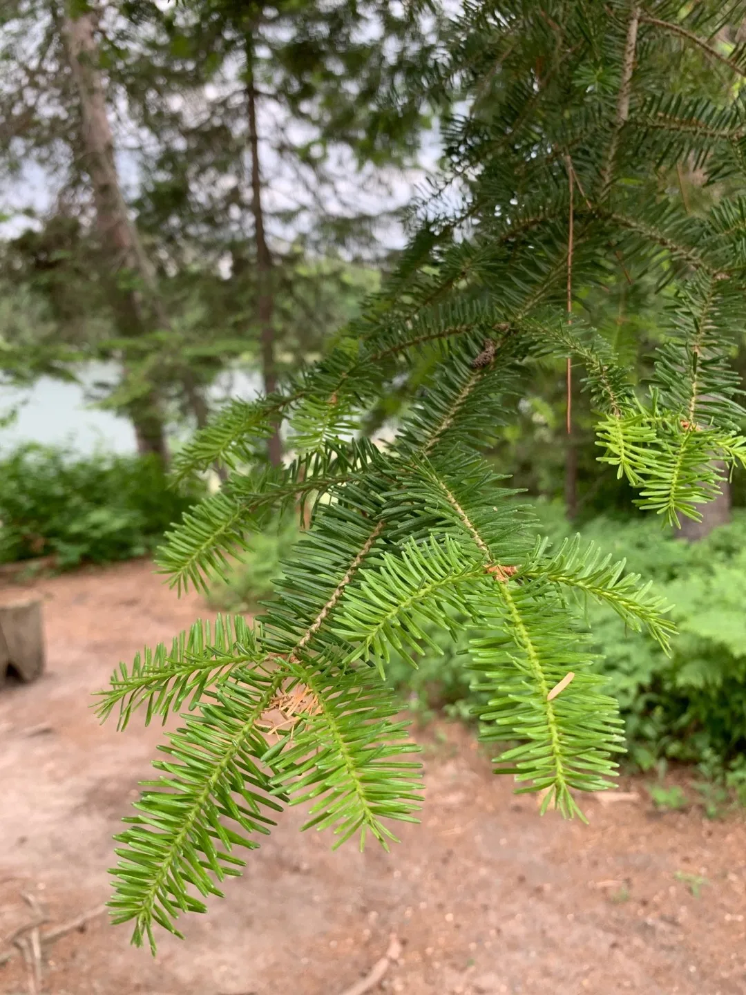 25 Semi Di Abete Balsamico - Abies Balsamea, Per Giardinaggio, Albero Di Natale Naturale - Foto 9