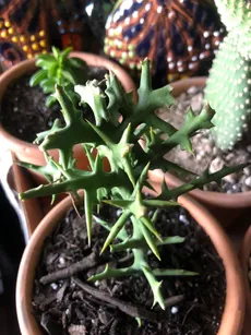 多肉植物/トナカイキリン①【斑入り】ステノクラーダ錦 多肉植物/トナカイキリン①【斑入り】ステノクラーダ錦