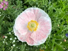 如何識別虞美人草(Papaver rhoeas)