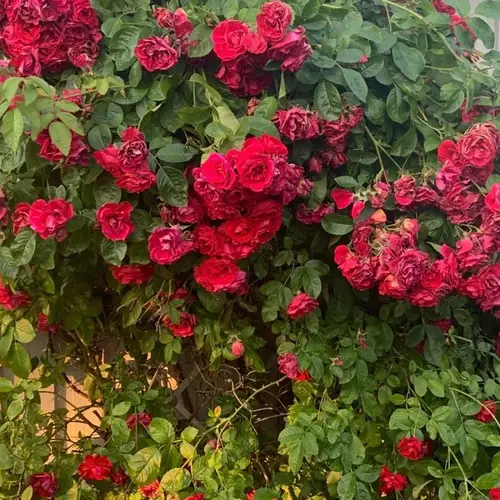 Roses 'Paul's Scarlet Climber'