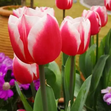 Tulips 'Kung Fu'