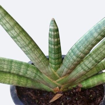 サンスベリア エイレンシス Sansevieria Eilensis サンセベリア