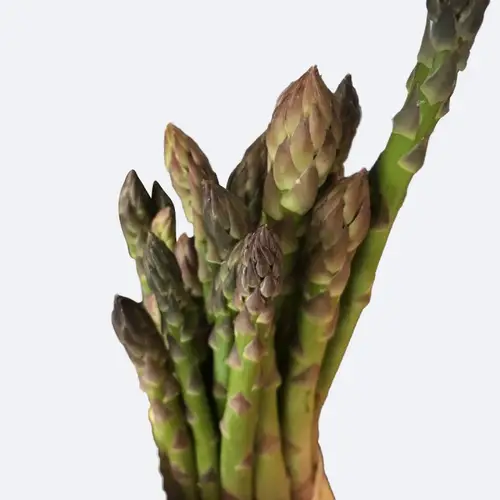 Garden asparagus 'Guelph Millennium'