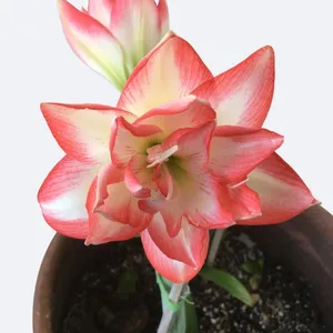 アマリリス 'Blossom Peacock' (Amaryllis 'Blossom Peacock