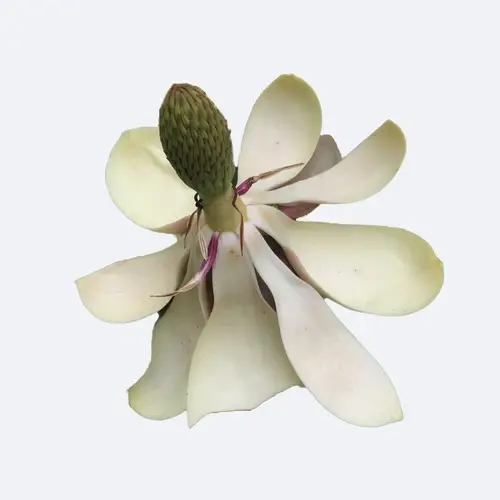 Japanese bigleaf magnolia