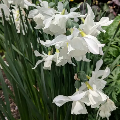 Daffodils 'Ice Wings'