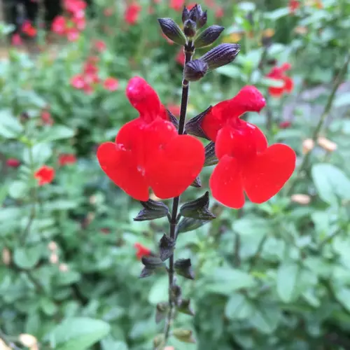 Salvia microphylla 'Red Velvet'