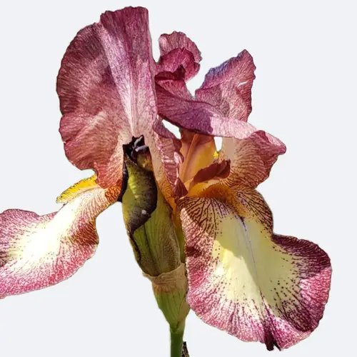 Bearded iris 'Kent Pride'