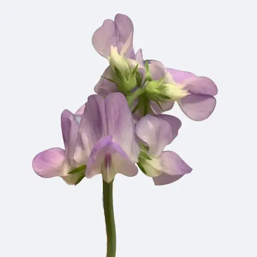 Lathyrus odoratus 'Flora Norton'