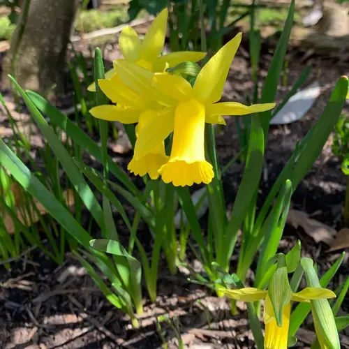 Lesser daffodil 'Little Gem'