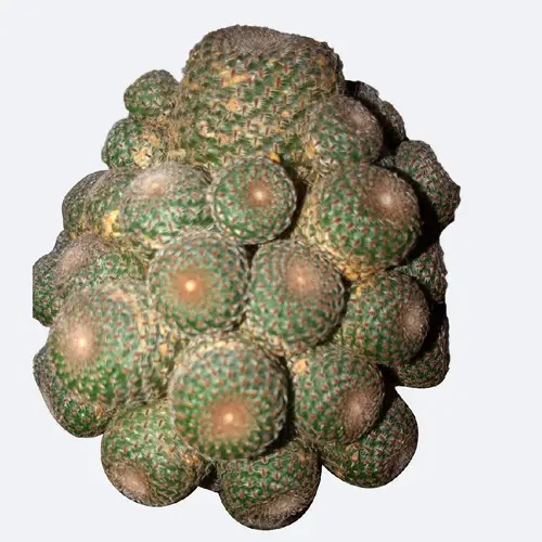 Yavi cactus