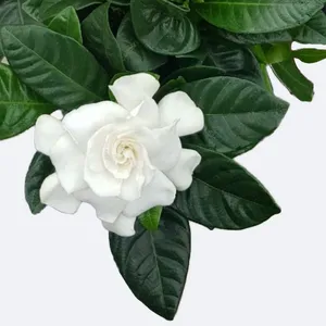 faux green plant mall Faux Plant in White Vase, Realistic Artificial Greenery   allseasonshousedecor.com