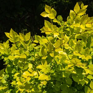 Gelblaubiger Liguster (Ligustrum  vicaryi) - PictureThis