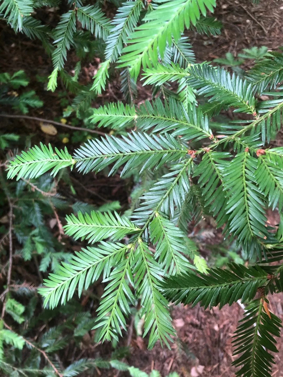 Pianta Di Sequoia Sempervirens Vera - Albero Maestoso Per Giardini Spaziosi - Foto 4
