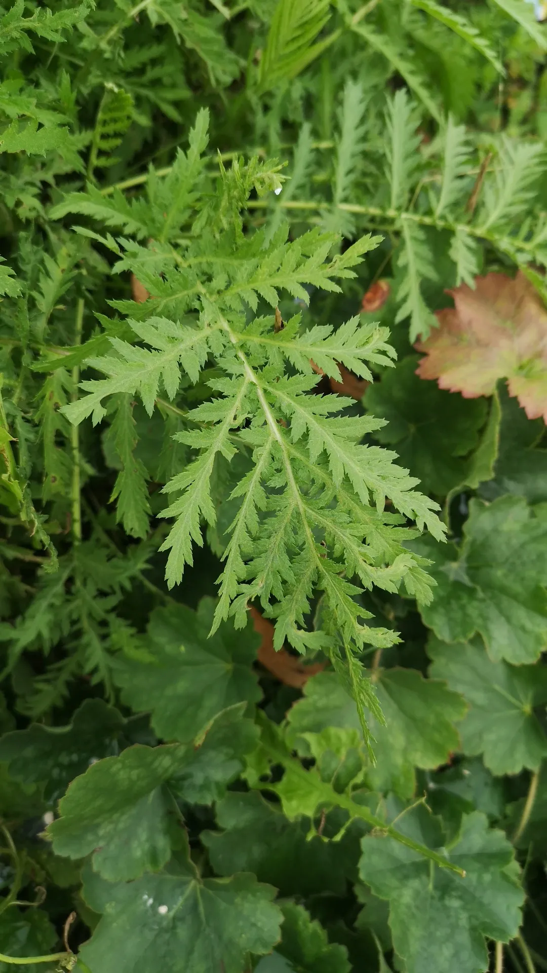 タンジーの判定方法 (Tanacetum vulgare)