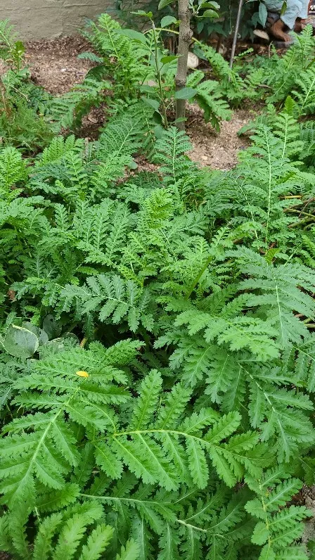 タンジーの判定方法 (Tanacetum vulgare)