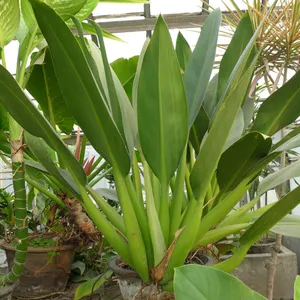 palmlilie topf Palmlilie – Yucca – Zimmerpflanze – Ø14cm Topf – ca. 60cm hoch – main image 1