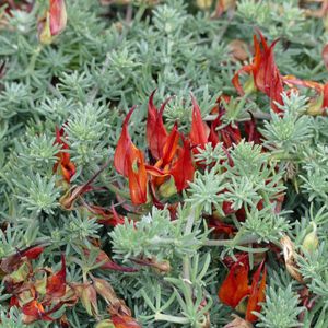 Coral gem - Lotus berthelotii (Care, Characteristics, Flower, Images)