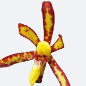 Arachnis labrosa PictureThis