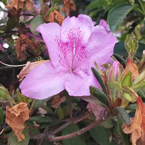 Mrs. Farrer's rhododendron