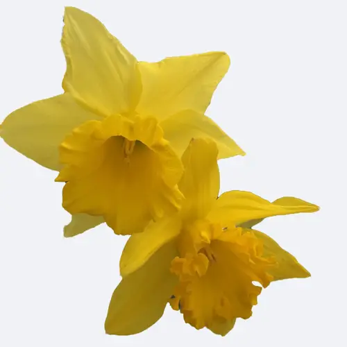 Daffodils 'Unsurpassable'