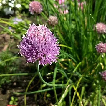 ミヤマラッキョウ（深山辣韮）：花言葉とその魅力