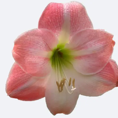Amaryllis “Apple Blossom”