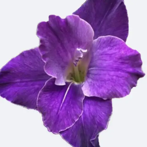 Gladioli 'Violetta'