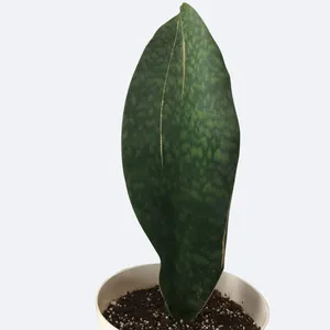 strelitzia nicolai soil Strelitzia nicolai 'White Bird of Paradise' – Snakeroot Botanicals main image 0