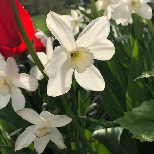 Daffodils 'Tresamble'