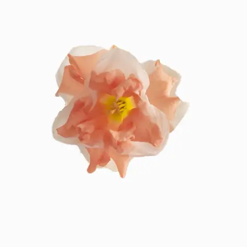 Daffodils 'Apricot Whirl'