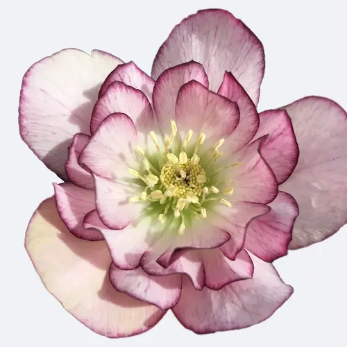 Helleborus × hybridus 'Double Ellen Picotee'