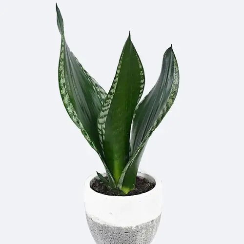 Snake plant 'Silver Flame'