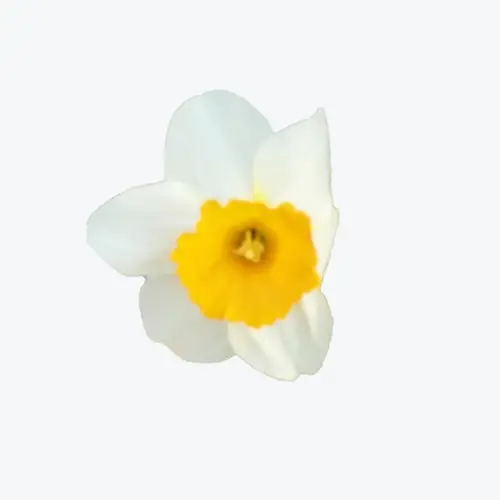 Narcissus 'Sempre Avanti'