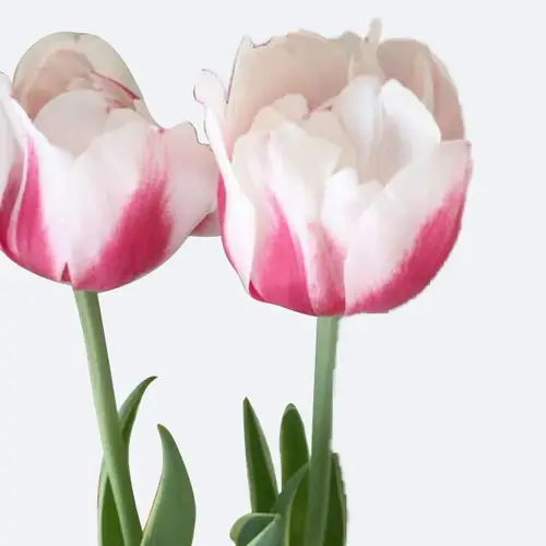 Tulips 'Melrose'