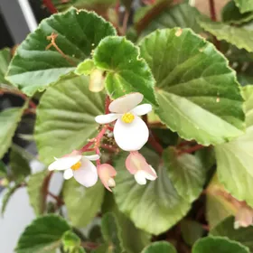 How to identify Begonias (Begonia)