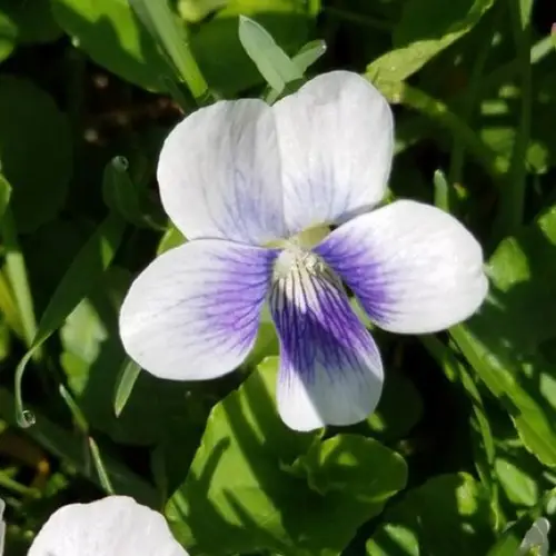 Viola palustris
