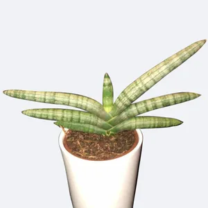 dracaena cintho pflege Cintho Dracaena – Plant Detectives main image 0