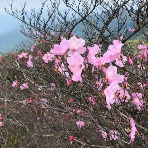 Huading rhododendron