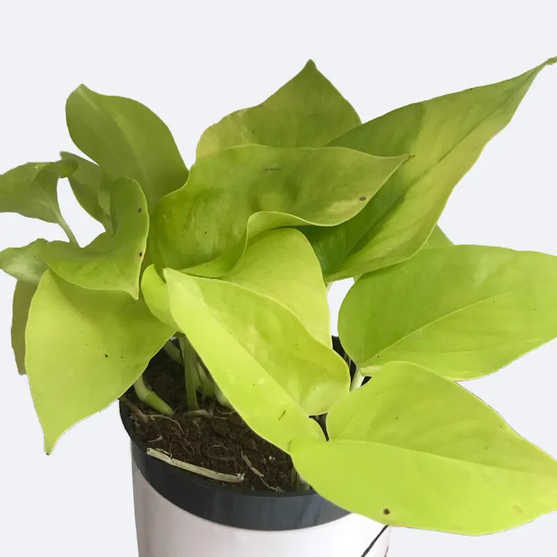 philodendron pluto Philodendron 'Caramel Pluto'  Rare Tropical Houseplant  Lush & Rare