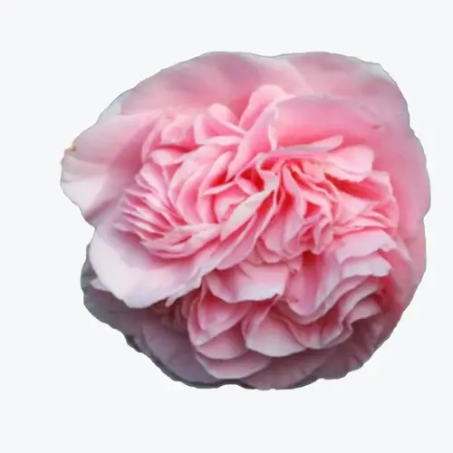 Japanese camellia 'Debutante'