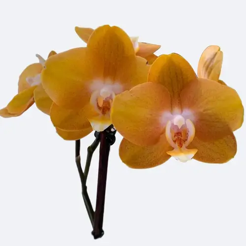 Phalaenopsis 'Las Vegas'